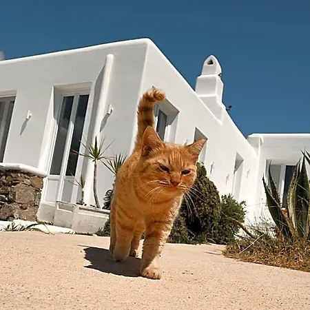 Mykonos Pantheon 4* Mykonos Town